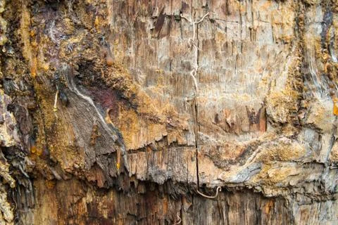 Tree trunk with damaged bark shooted close up. Stock Photos