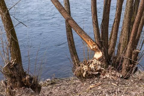 Tree Trunk Damaged by Beaver Gnawing on Riverside Showing Wildlife Activity Foto stock
