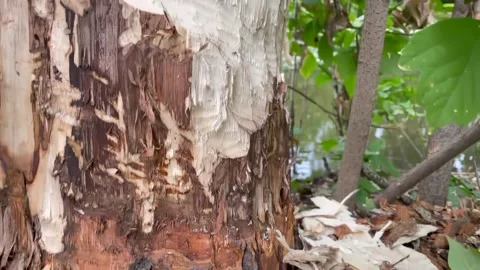 Tree trunk damaged by a beaver. Natural tree enemies. Environment protection Stock Footage 209206939