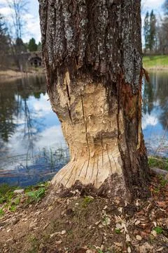 Tree trunk is damaged by beaver Stock Photos
