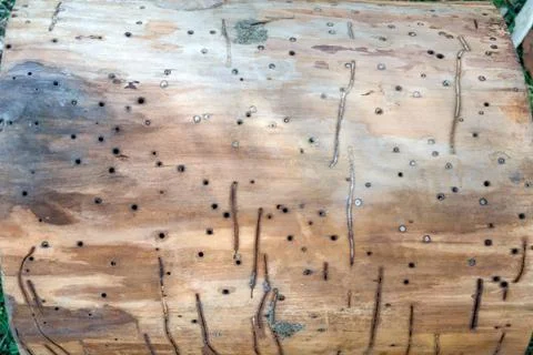 Tree trunk damaged by tree bugs and worms parasites Foto stock