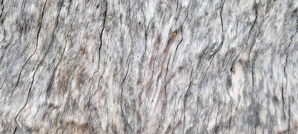 Tree trunk with dark texture and abstract lines Stock Photos