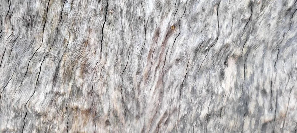 Tree trunk with dark texture and abstract lines Stock Photos