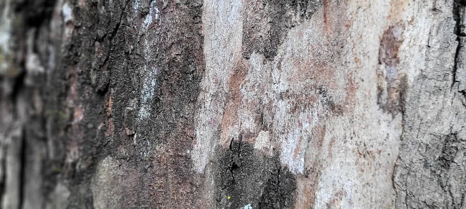 Tree trunk with dark texture and abstract lines Foto stock