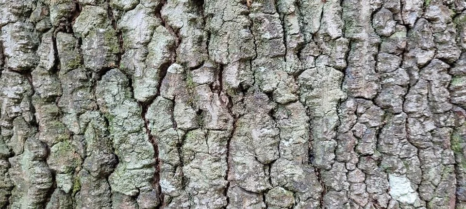 Tree trunk with dark texture and abstract lines Stock Photos