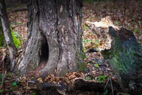 Tree trunk with a den dug in it Stock Photos