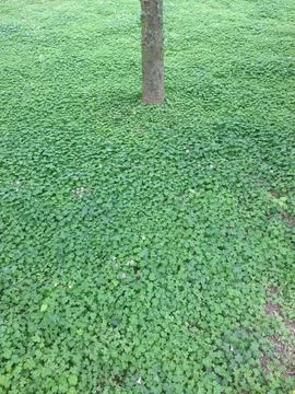 Tree Trunk on Dense Green Ground Cover Stock Photos