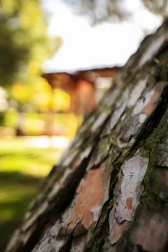 Tree Trunk with Depth of Field Stock Photos