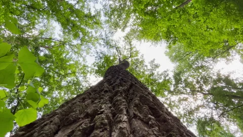 Tree Trunk Descent 動画素材 169058260