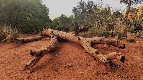 Tree Trunk Desert 写真素材