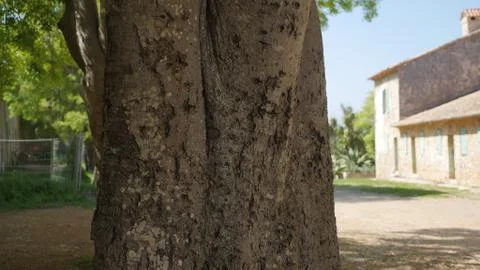 Tree trunk with deserted village soft focus behind depth of field Foto stock