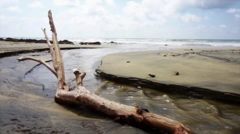 Tree trunk on a desolate beach Stock Footage 46420153