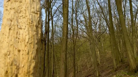 Tree Trunk Destroyed By Bark Beetles, Close Up view Stock Footage 270520583