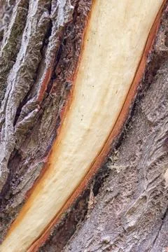 Tree trunk with detached bark - storm break after a storm Stock Photos