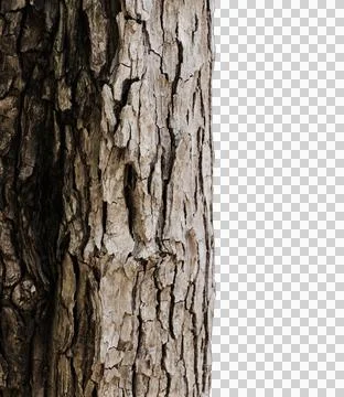 Tree Trunk with Detailed Bark Texture PNG 스톡 사진
