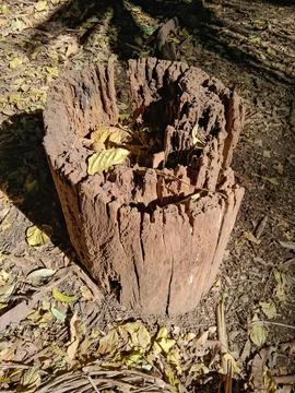 Tree trunk, deteriorated by time. Stock Photos