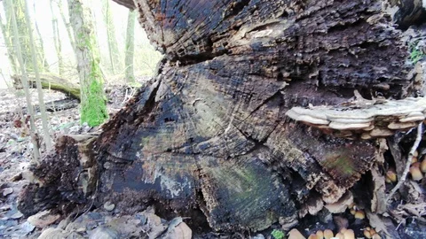 Tree trunk with different fungi Stock Footage 126722913