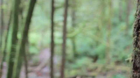 Tree trunk dolly shot in lush forest Stock Footage 23426431