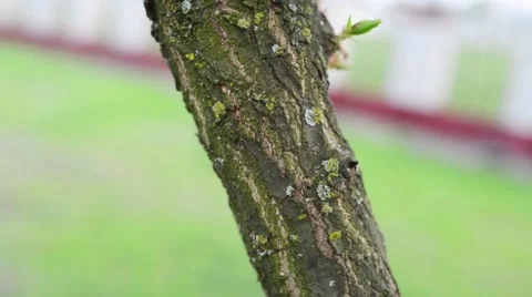Tree trunk drain Stock Footage 53105425
