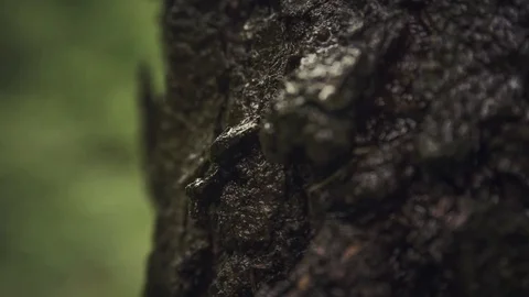 Tree trunk. Drip drops of rain. Stockbeeldmateriaal 75987314