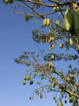 Tree trunk with dry branches. daytime blue sky background Foto stock