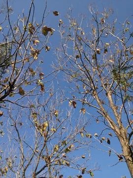 Tree trunk with dry branches. daytime blue sky background Stock-Fotos