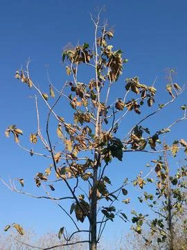 Tree trunk with dry branches. daytime blue sky background Stock Photos