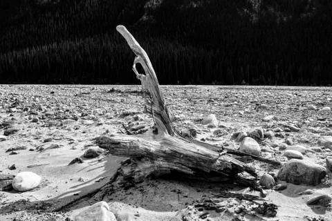 A tree trunk at the dry river bed Foto stock