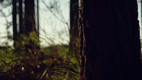 Tree trunk during the sunset Stock Footage 278792160