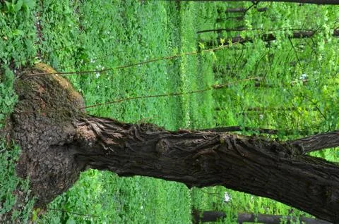 Tree trunk like elephants foot Stock Photos