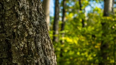 Tree trunk with embossed bark Stock Photos