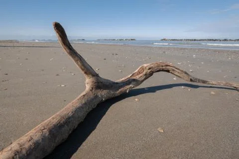 Tree trunk on the empty beach Stock Photos