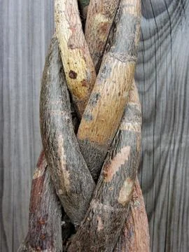 Tree trunk entwined Stock Photos