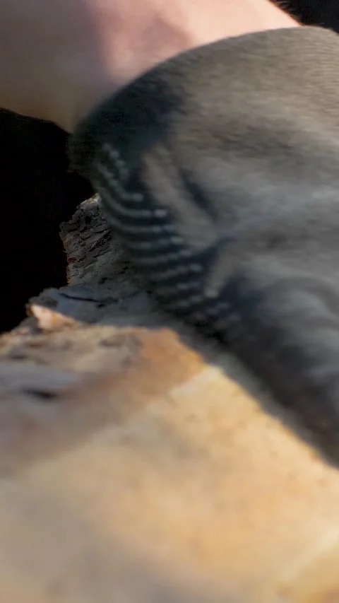 Tree trunk with exposed pale wood and rough bark edges receives close manual Stock Footage 345605363