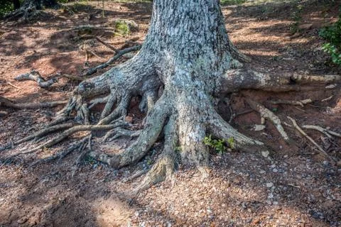 Tree trunk with exposed roots Stock Photos