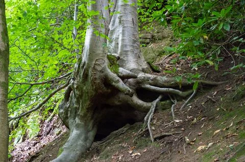 Tree Trunk with exposed roots Stock Photos