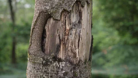 Tree trunk with exposed, weathered wood where the bark has been damaged Stock Footage 337950188