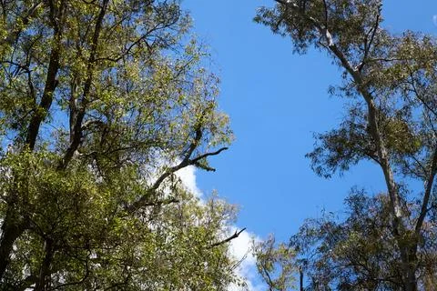 A tree trunk extends its green crown into the blue sky Stock Photos