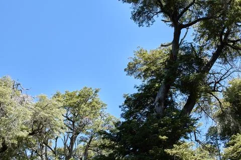 A tree trunk extends its green crown into the blue sky Stock Photos