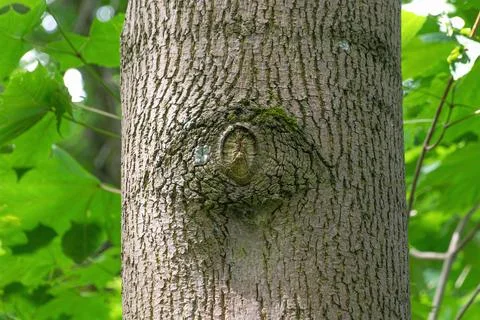 Tree trunk with eye-like pattern in forest setting Stock Photos