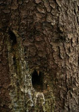 Tree trunk face detail Stock Photos