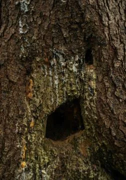 Tree trunk face detail Foto stock