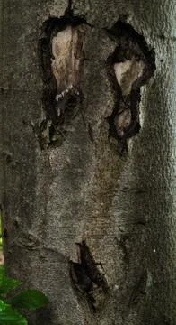 Tree trunk face detail Stock Photos