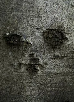 Tree trunk face detail Stock Photos