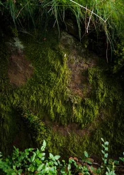 Tree trunk face detail Stock Photos