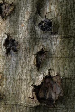 Tree trunk face detail Stock Photos
