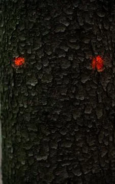 Tree trunk face detail Stock Photos