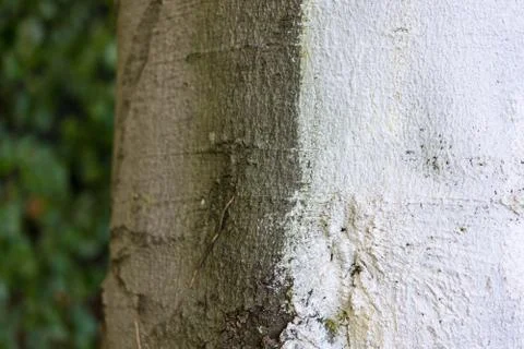 Tree trunk of fagus silvatica pendula beech tree Stock Photos