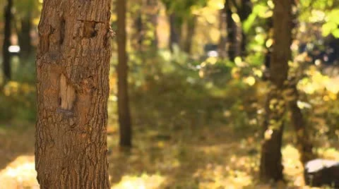 Tree Trunk Fall Bokeh Stock Footage 12732677