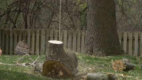 Tree Trunk Fall Stock Footage 121272786